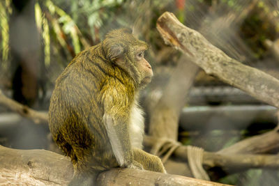 Monkey sitting on tree branch in zoo