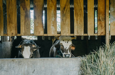 Cows in a shed