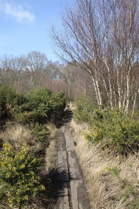 Close-up of plants by trees against sky