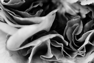 Full frame shot of white flowers