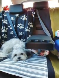 Portrait of dog relaxing on sofa