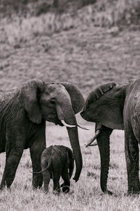 The elephants heard in a field at the maasai mara national game reserve in narok county in kenya 