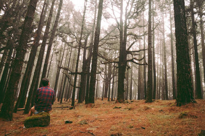 Rear view of man amidst trees in forest