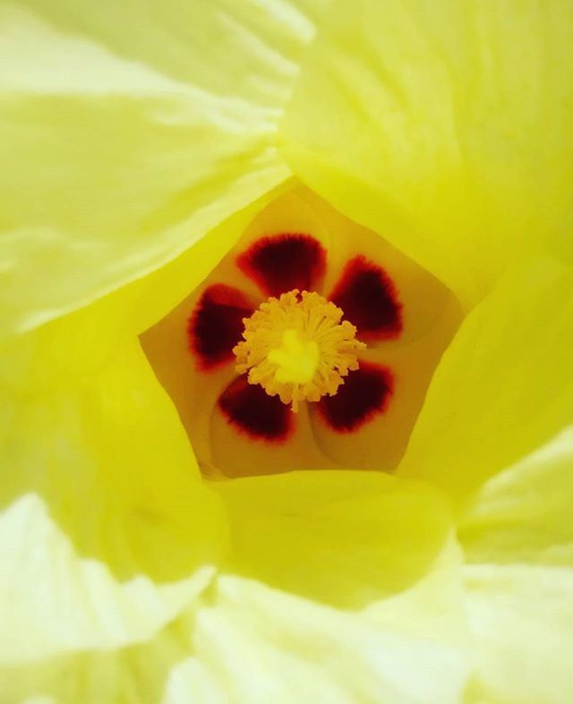 flower, petal, flower head, freshness, fragility, yellow, beauty in nature, single flower, growth, pollen, close-up, stamen, nature, blooming, full frame, backgrounds, in bloom, macro, selective focus, extreme close-up