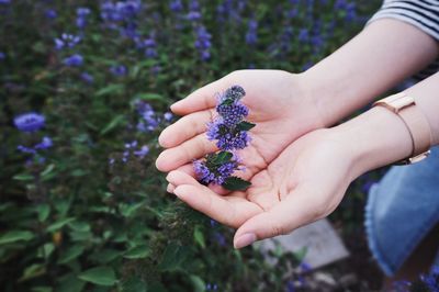 Close-up of hand holding lizard on tree in forest