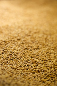 Close-up of wheat growing in farm