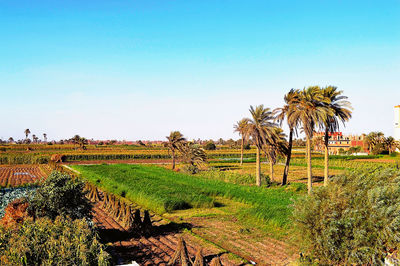 Scenic view of agricultural field against clear sky