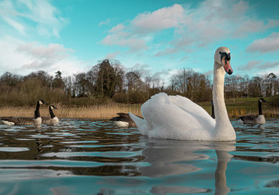 Swans swimming in lake against sky