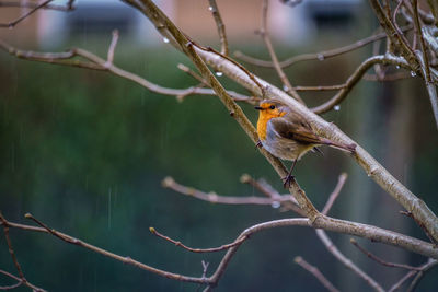 Close-up of bird perching on branch