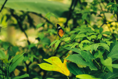 Close-up of butterfly pollinating flower