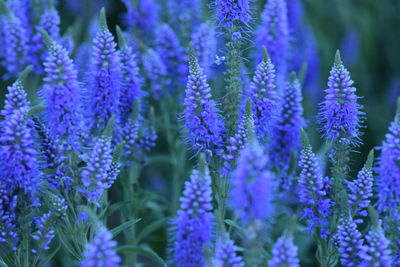 Close-up of purple flowering plants in park