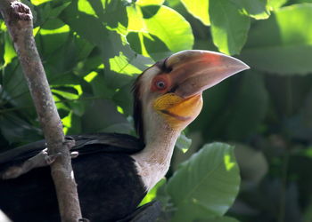 Close-up of a bird