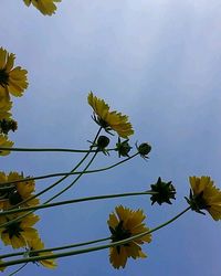 Low angle view of flowers