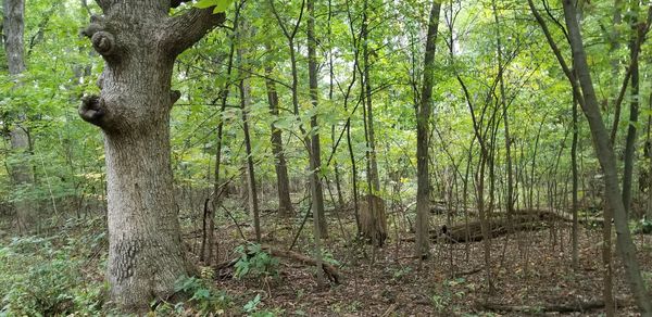 View of trees in forest