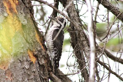 Low angle view of a bird on tree