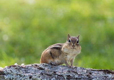 Portrait of squirrel on rock