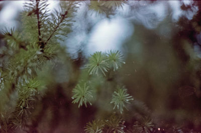 Close-up of flowering plants seen through glass