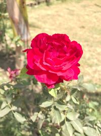 Close-up of red rose blooming outdoors