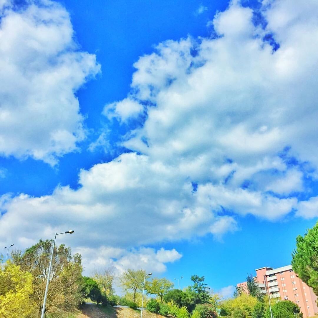 sky, cloud - sky, tree, blue, no people, low angle view, nature, outdoors, growth, day, building exterior, built structure, architecture, beauty in nature, scenics