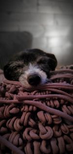 Close-up of dog sleeping in basket