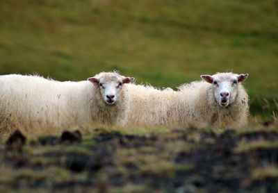 Portrait of sheep on field