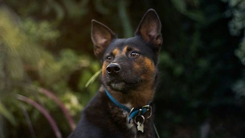 Close-up of dog looking away against plants