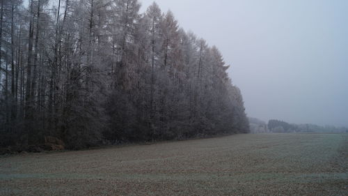 Trees on field against sky during winter