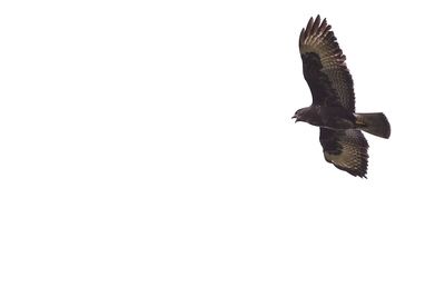 Bird flying against clear sky