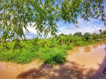 Scenic view of palm trees against sky