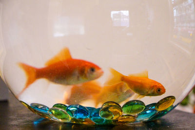 Close-up of fish swimming in tank