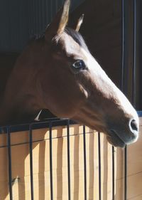 Close-up of horse in stable