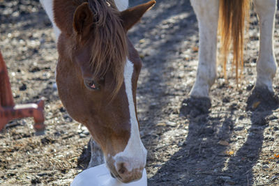Horse standing in ranch