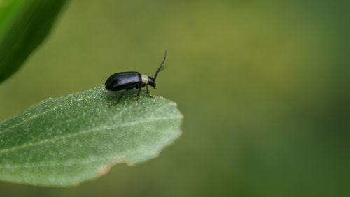 Close-up of insect on leaf