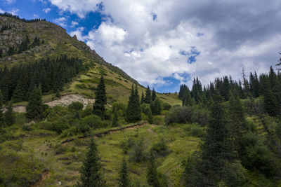 Scenic view of pine trees and mountains against sky