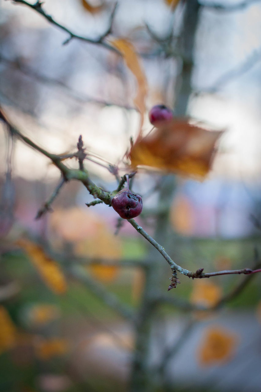 CLOSE-UP OF FRUITS ON TREE