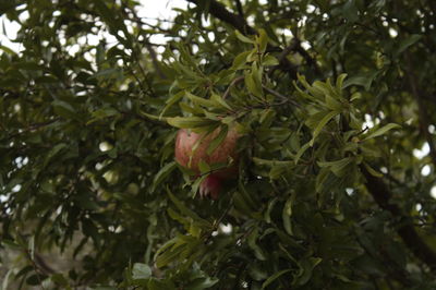 Close-up of fruits on tree