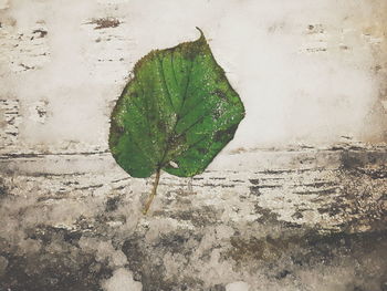 High angle view of raindrops on leaf