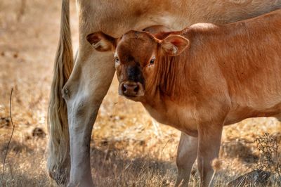 Close-up of calf