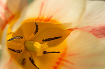 Extreme close-up of orange flower pollen