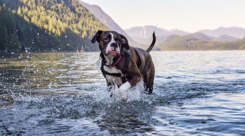 Dog running in water