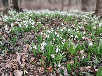 Close-up of crocus field