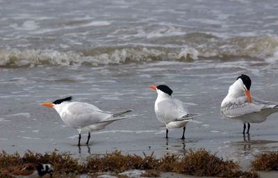 Seagulls on beach