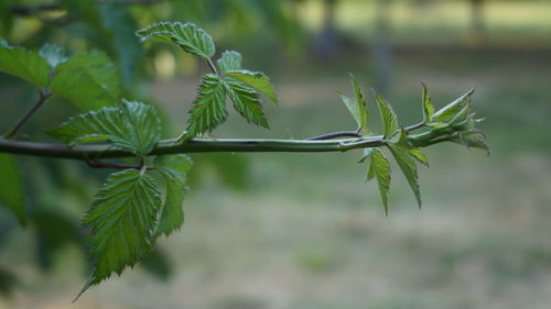 Close-up of leaves on branch