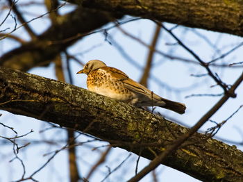 The fieldfare turdus pilaris on a branch. close-up on fieldfare on a tree. singing bird on a branch.