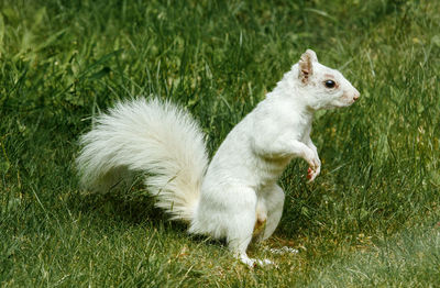 Albino squirrel on grassy field