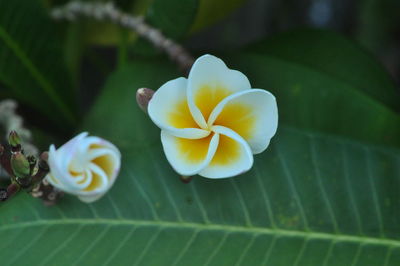 Close-up of yellow flowering plant