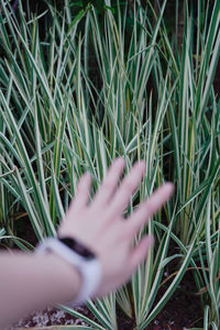 Close-up of person hand on grass