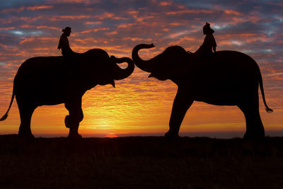 Silhouette horse on field against orange sky