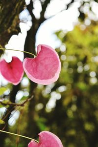 Close-up of pink flowering plant