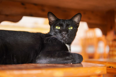 Close-up portrait of black cat